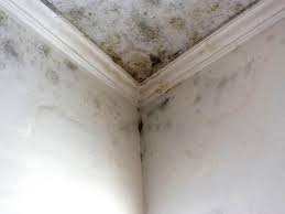 Mold Remediation for Vacation Homes in Belgium, WI